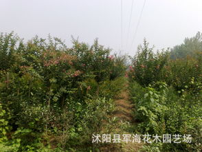 紅花紫薇綠化苗木全攻略 從種子到成苗的批發(fā)選購(gòu)指南