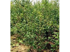 吳中區(qū)東山石井灣苗木場(chǎng)產(chǎn)品展示 花木蔥蘢，匠心培育