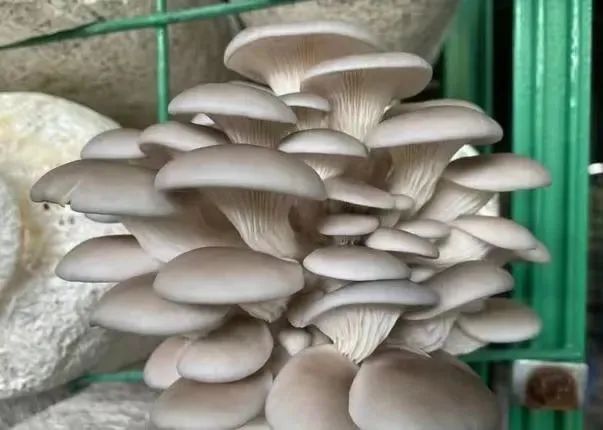 巫溪縣平菇與茶葉種植雙獲殊榮，農業品牌建設再添新彩