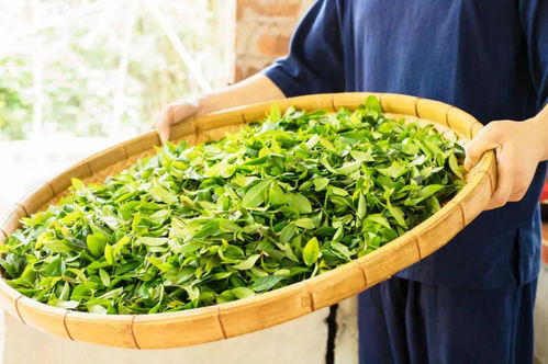 惠州有一款茶，現在品嘗剛剛好——探尋東江畔的茶葉種植之美
