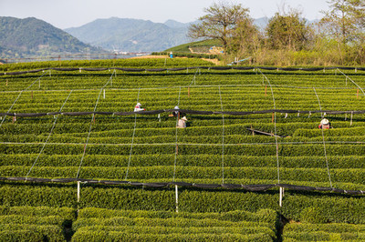 龍井茶種植的生態智慧與技藝傳承