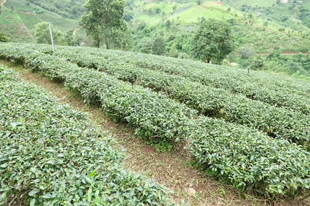 茶葉種植 源遠流長的人文與地理背景