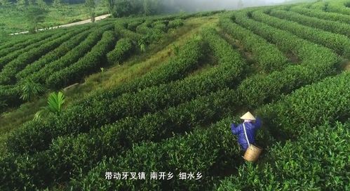 白沙薄沙茶 生態有機滋養，品質優良美名揚