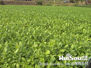 龍井茶苗批發指南 紹興市價格、特性與種植要點