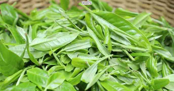 云南普洱茶中大葉茶品種的獨(dú)特魅力與種植解析