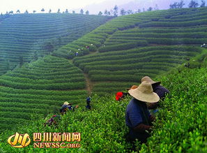 自貢挖掘?yàn)l危茶種 神龍茶葉的復(fù)興與崛起