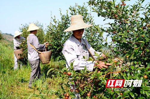 常德茶油團(tuán)體標(biāo)準(zhǔn)出臺(tái) 品牌建設(shè)吹響集結(jié)號(hào)