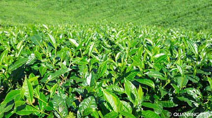 茶園_自然_種植園_山_背景_茶_葉子